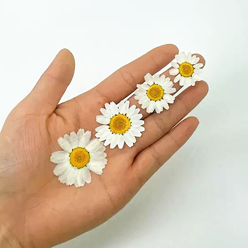 100 Pezzi di Fiori Secchi Natu - Gardening Tools Diy recensione e prezzo
